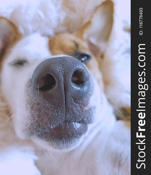 Close-Up Photography of a Dog&#x27;s Snout