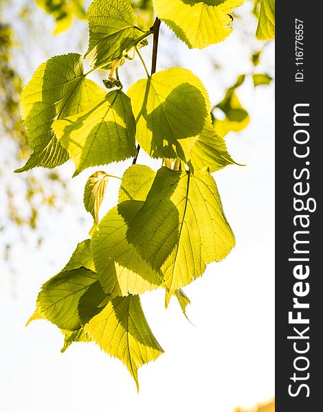 Selective Focus Photography Of Green Leaves