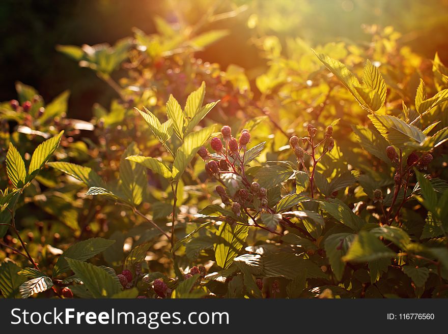 Selective Focus Photo of Shrub With Red Flower Buds