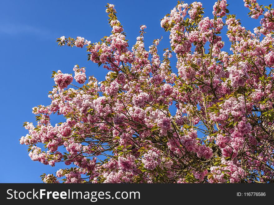Pink Blossoms Under Blue Sky