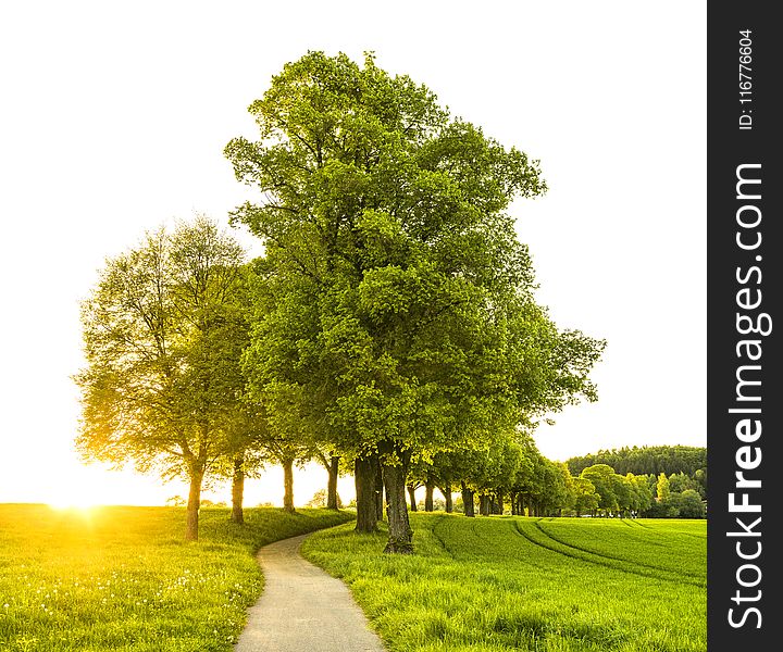 Trees With Pathway