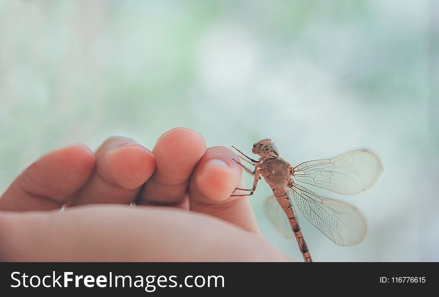 Brown Dragonfly on Human Left Pinky Finger