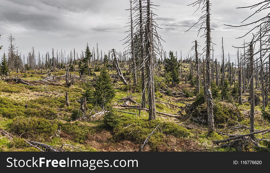 Pine Trees