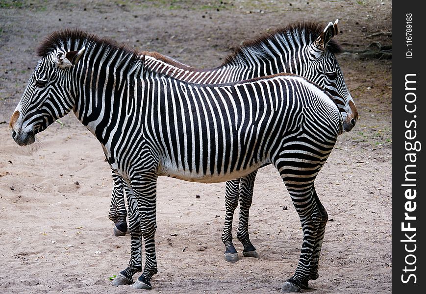 Zebra, Wildlife, Terrestrial Animal, Mammal