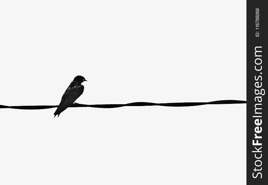 Bird, Black And White, Beak, Feather