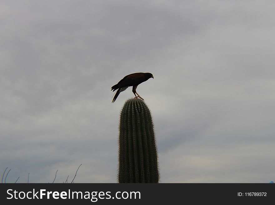 Bird, Sky, Beak, Fauna