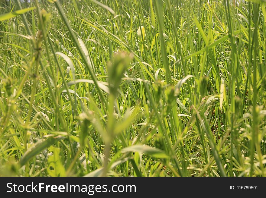 Crop, Agriculture, Vegetation, Grass
