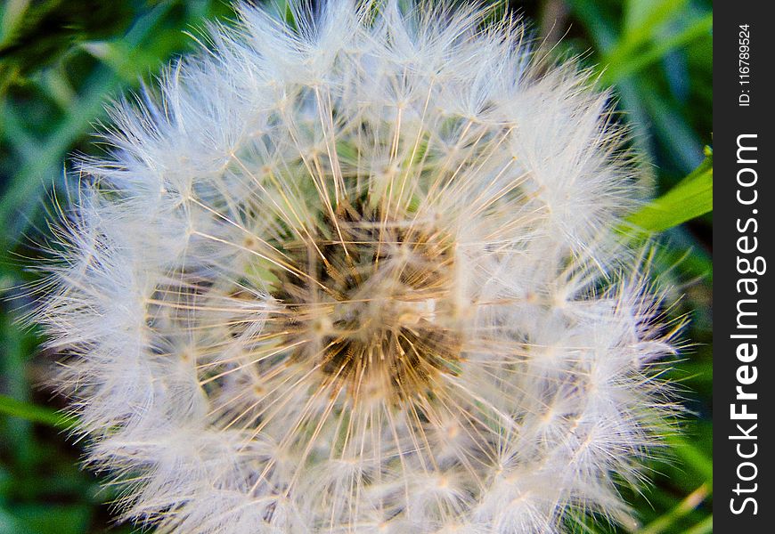 Flower, Dandelion, Flora, Plant