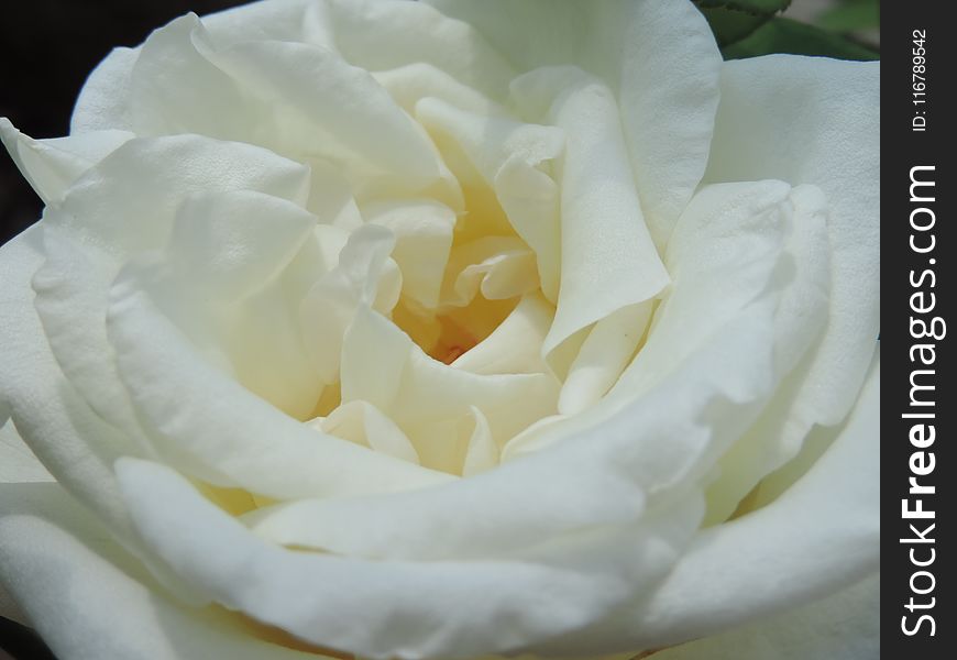 Flower, Rose, White, Rose Family