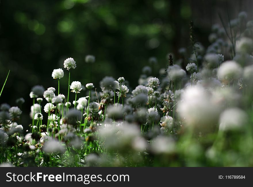 Flora, Vegetation, Plant, Flower