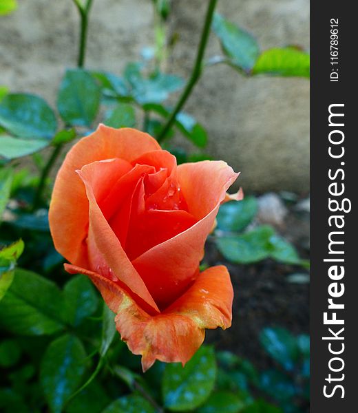 Rose, Flower, Rose Family, Garden Roses