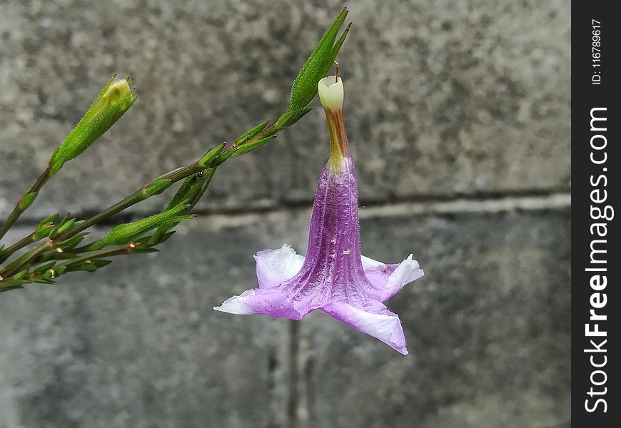 Plant, Flower, Flora, Flowering Plant