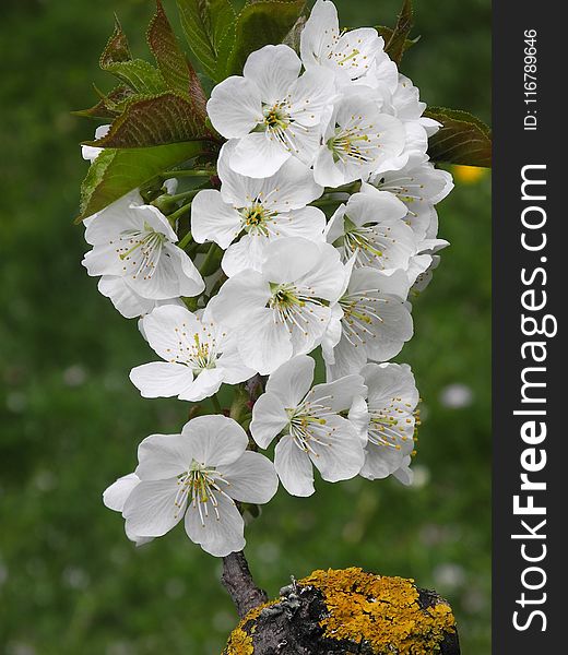 Flower, Blossom, Spring, Plant