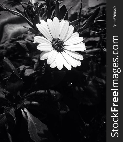 Flower, White, Flora, Black And White