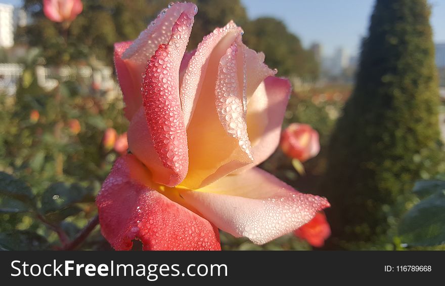 Pink, Flower, Rose Family, Flora