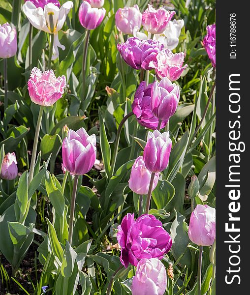 Plant, Flower, Tulip, Flowering Plant