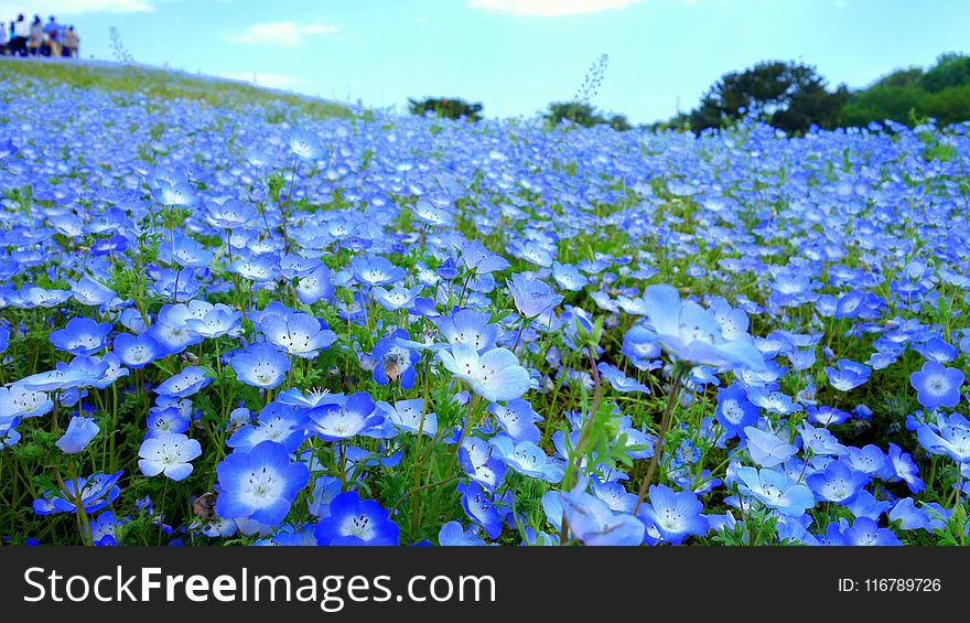 Blue, Flower, Plant, Field