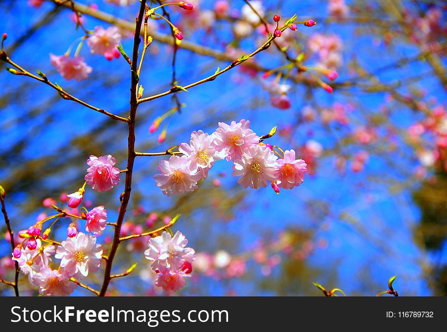 Blossom, Spring, Branch, Pink