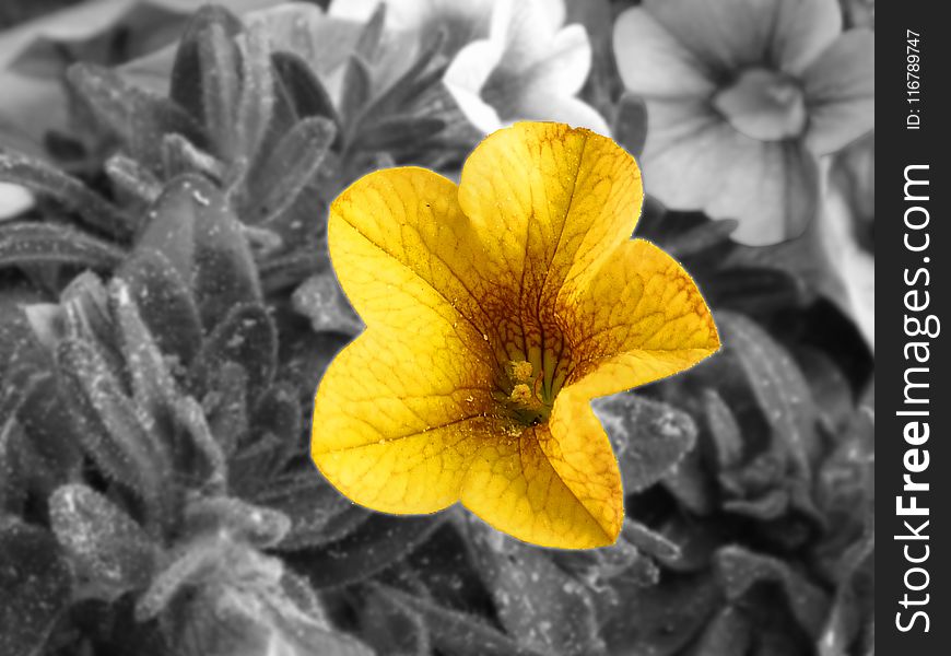 Flower, Yellow, Flora, Close Up