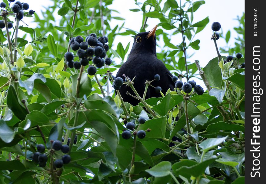 Plant, Bird, Fruit, Tree