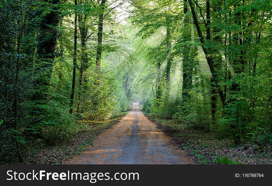 Forest, Woodland, Path, Nature