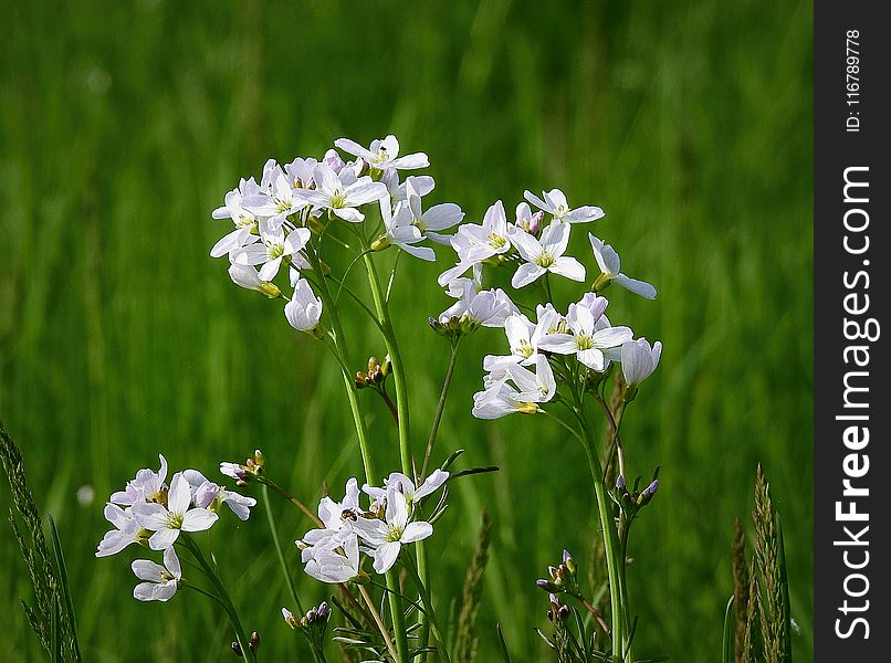 Flower, Plant, Flora, Spring