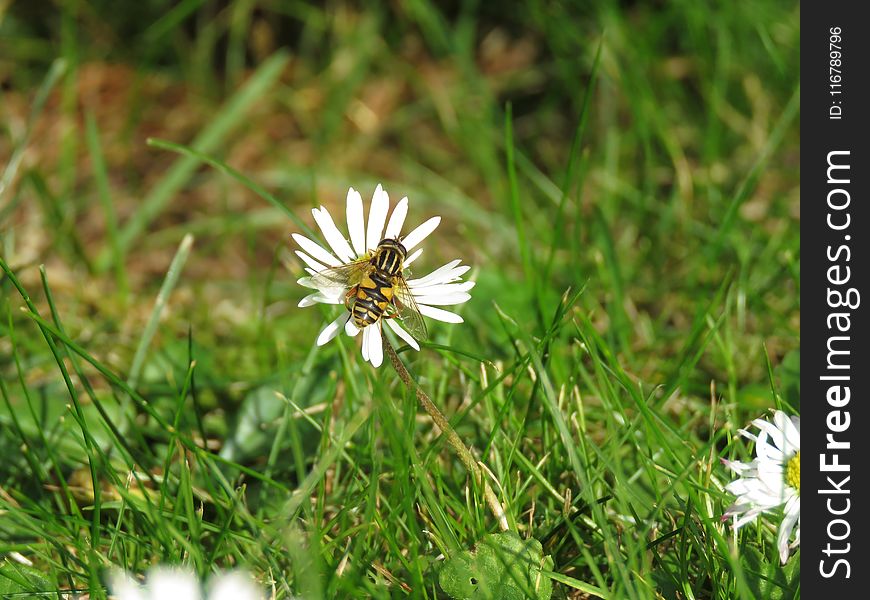 Flower, Flora, Grass, Spring