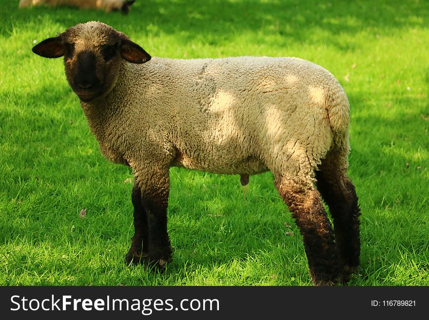 Sheep, Pasture, Grassland, Grass