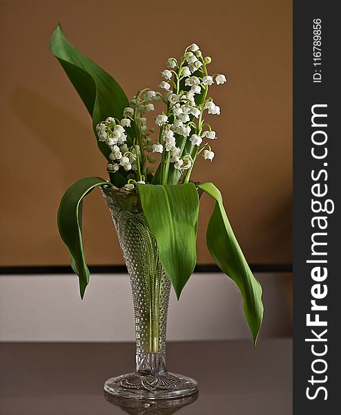 Plant, Vase, Flower, Floristry