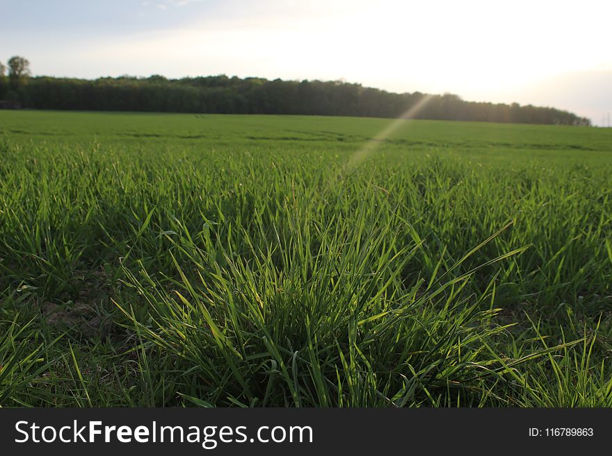 Field, Crop, Agriculture, Grassland