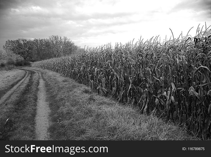 Black And White, Tree, Monochrome Photography, Field