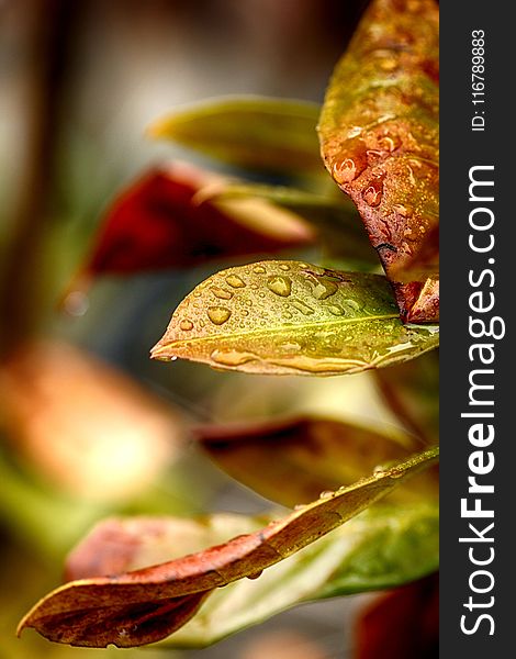 Leaf, Close Up, Macro Photography, Petal