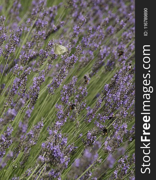 English Lavender, Lavender, Plant, Flower