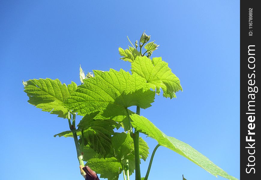 Leaf, Sky, Plant, Urtica