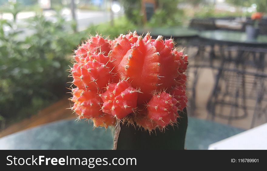 Cactus, Plant, Flowering Plant, Thorns Spines And Prickles