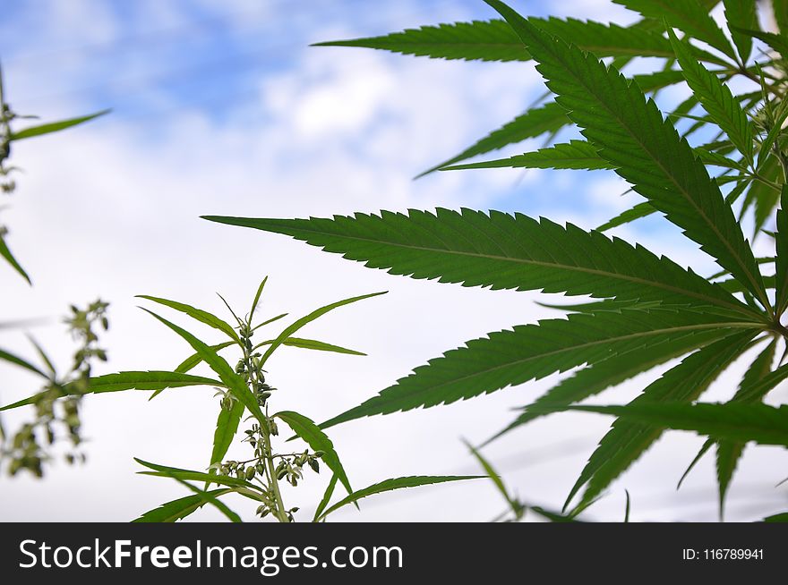 Plant, Leaf, Hemp, Cannabis
