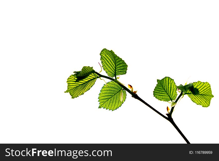 Leaf, Branch, Tree, Plant