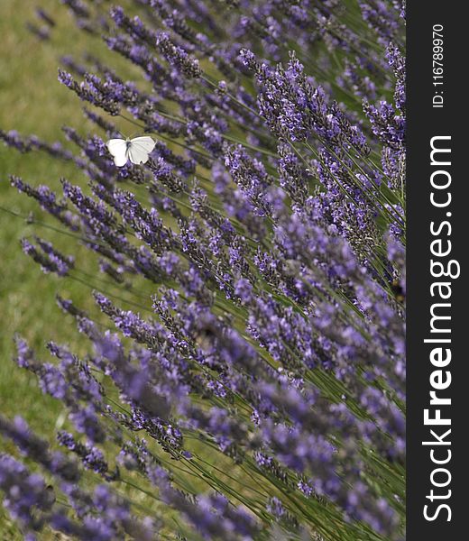 English Lavender, Flower, Lavender, Plant