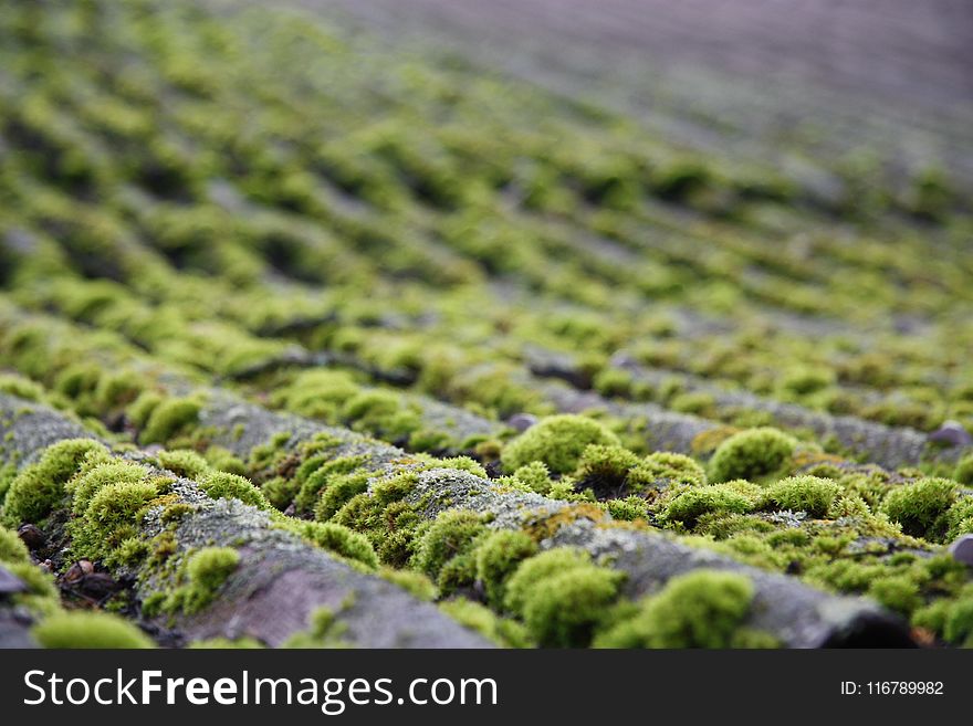 Vegetation, Grass, Moss, Non Vascular Land Plant