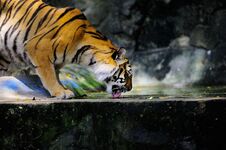 Tiger Hungry Drinking Water Stock Photography