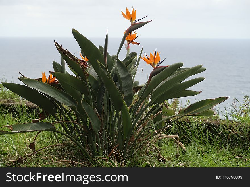 Plant, Flower, Flora, Vegetation