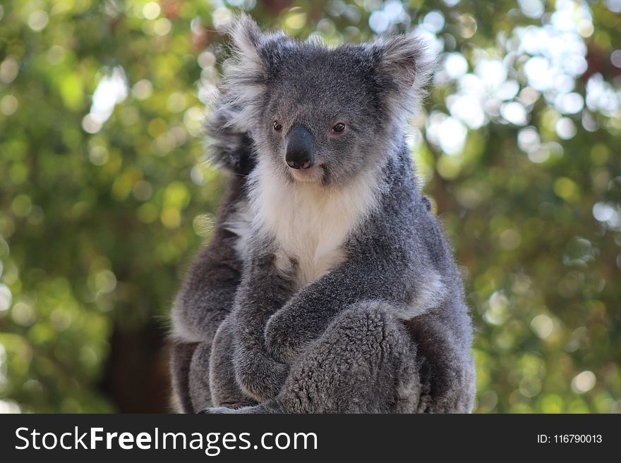 Koala, Mammal, Fauna, Terrestrial Animal