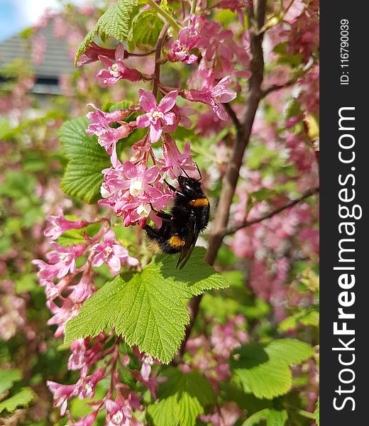Bee, Flora, Spring, Pollinator