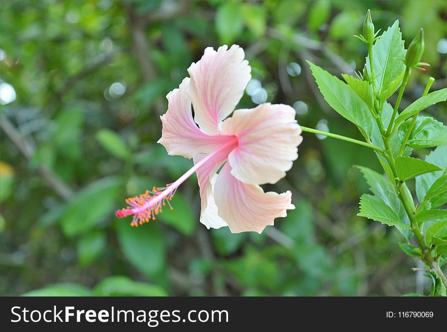 Flower, Plant, Flowering Plant, Flora