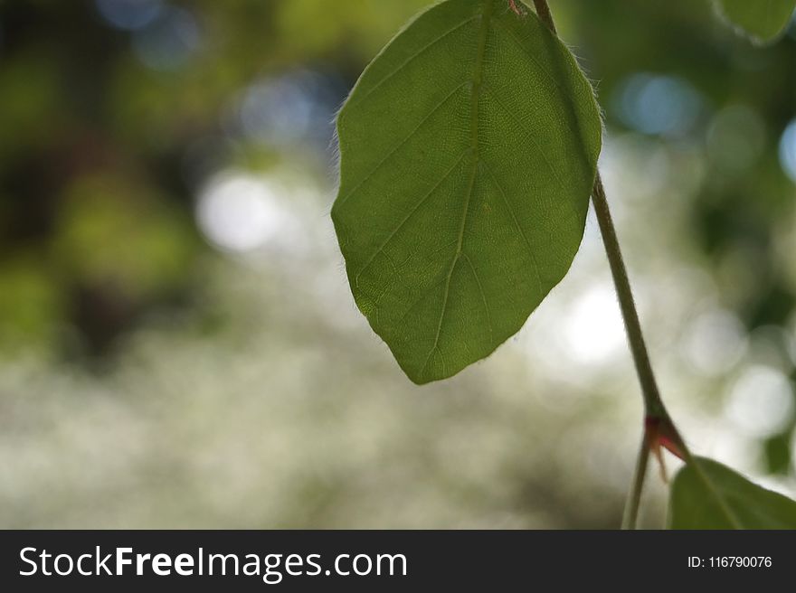 Leaf, Plant, Branch, Twig