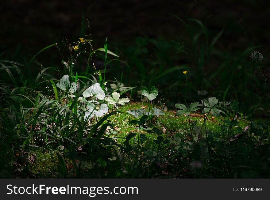 Vegetation, Flora, Leaf, Plant