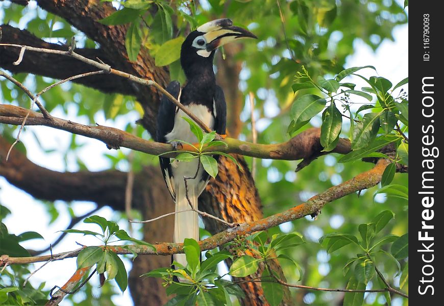 Bird, Fauna, Beak, Ecosystem