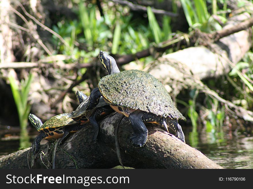 Turtle, Emydidae, Reptile, Terrestrial Animal