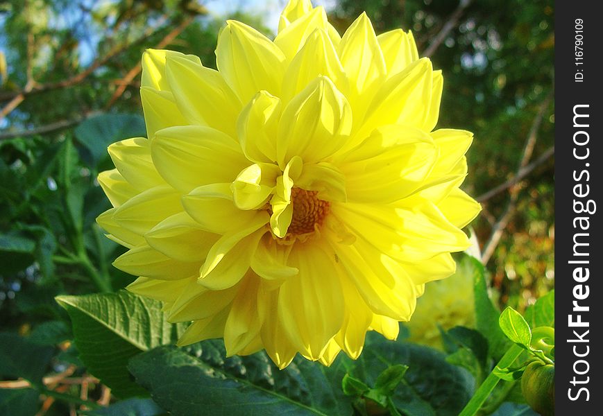 Flower, Yellow, Plant, Flowering Plant
