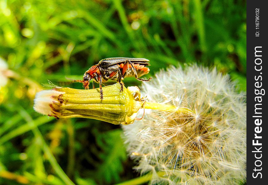 Insect, Macro Photography, Invertebrate, Pest